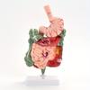 Model lidského trávicího systému Anatomie žaludku Tlusté střevo Slepé střevo Konečník Dvanáctník Model struktury lidských vnitřních orgánů