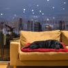 Portable Dog Mat Bed Foldable Puppy Kennel Sofa Bench Cushion Waterproof Outdoor Travel Camping Pet Rest Mat Pet Couch Mat Beds