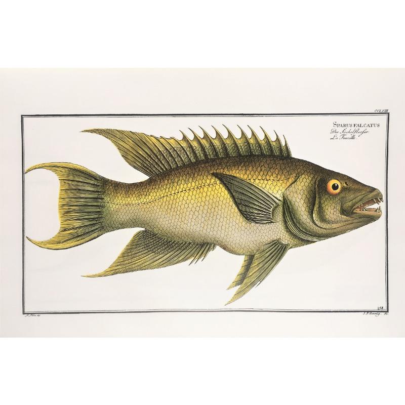 Vintage Freshwater Saltwater Fish Illustration Posters and Prints Canvas Printing Wall Art Picture for Living Room Home Decor