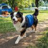 Breathable Mesh Male Dog Physiological Pants Anti-Leak High-Absorbency Dog Diaper Pants Anti-Harassment Solid Color