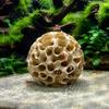Aquarium Shrimp Shelter 3D Print Hideout, Sphere Hollow Fish Breeding Cave, PLA House Tank Ornament for Shrimp, Small Fish, Aquascaping Layouts