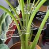 Acrylic Plastic Clamp For Monstera Plant Home Potted Plant Fixing Shape Clips Plant Support Cage Flower Upward Growing Rack