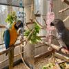 Wear-resistant Bird Chain Bells Toys Metal Bell Teeth Grinding Toy  Small Pet Bird