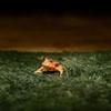 Green Frog Tortoise Mat Simulation Artificial Grass Mat Micro Landscape  For Snake Lizard