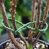 Adjustable Plant Ties Multi-Function Zip Ties Ties Garden Plant Cable Management Flexible Plastic Support Ties for Vines Shrubs