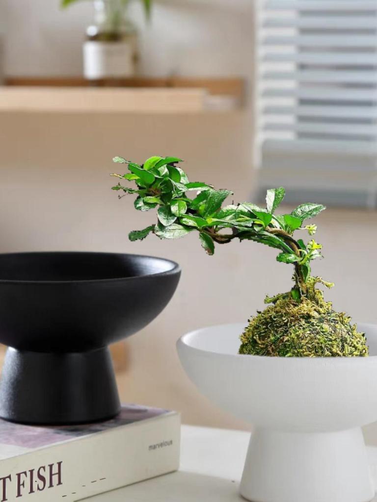 Modern Ceramic Tea Snack Plate with Fern Hydroponic Plant Holder