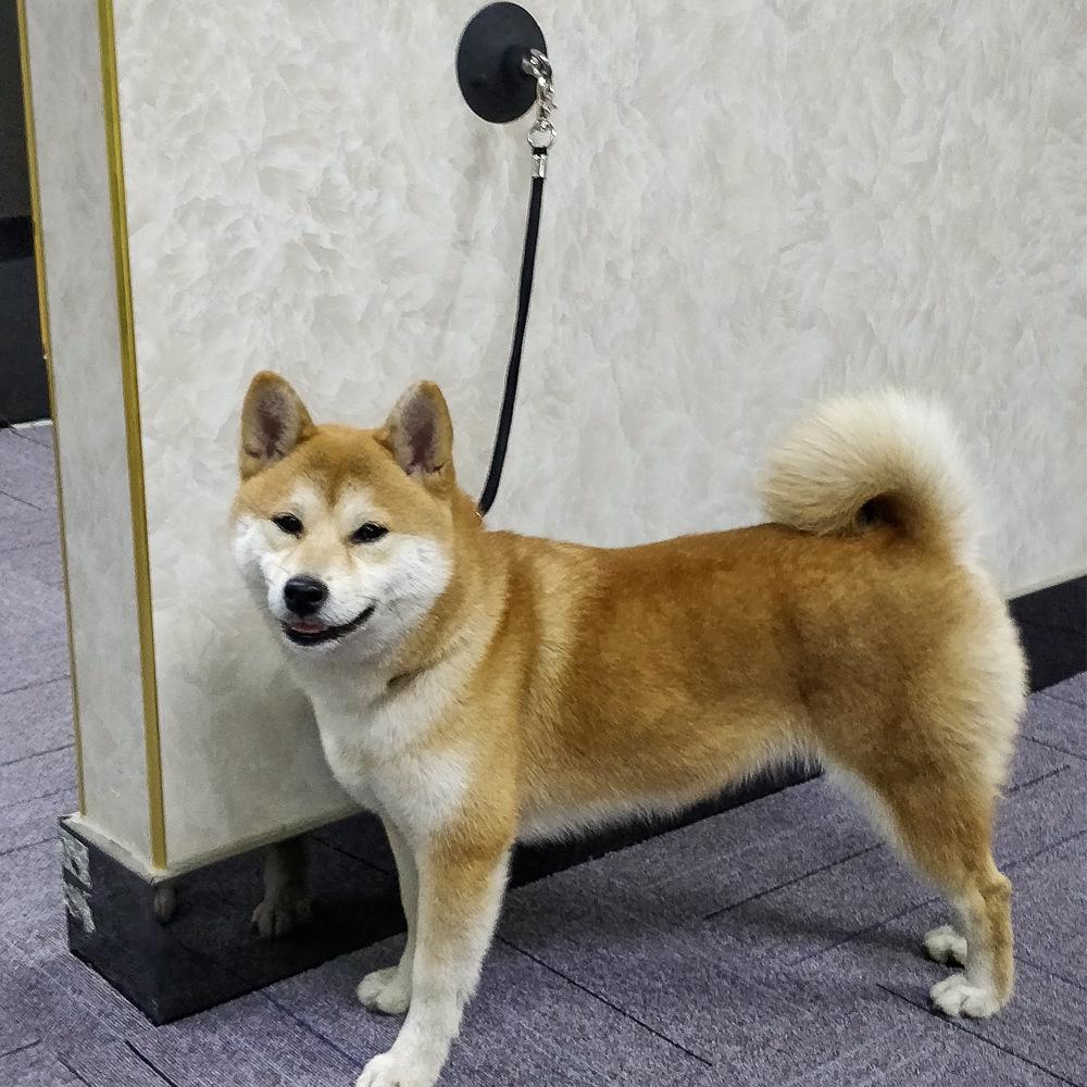 Magic Silicone 8cm Suction Cup Bite-Resistant Cat Restraint & Pet Grooming Leash