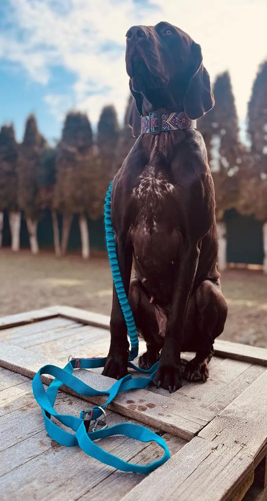 Dog Leash with Shock Absorber, Short Adjustable, with Handle, 280cm, TURQUOISE, AMOhand, Fasten