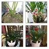 Intelligent Soil Moisture Tester Humidity Meter Farm Lawn Plants Flower Soil Monitor Hygrometer Convenient Gardening Tool