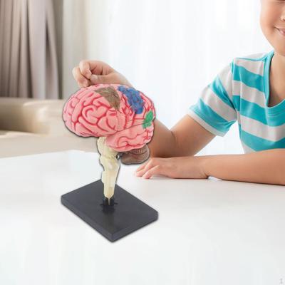 Gehirnmodell, 4D-zerlegtes Spielzeug zur Identifizierung von Funktionen, Schreibtischfigur, anatomisches Modell für