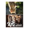 Kitten Cat Calendar Jan.2026 - Dec.2026 12 Month Wall Calendar