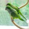 Non-slip DIY Bendable Perch for Birds Linen Rope Parrot Standing Perch  Cage Enrichment