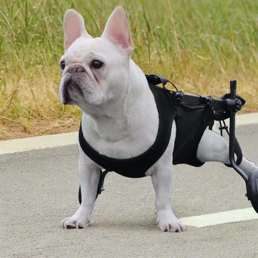 Dog Lift Support Harness Carrier Adjustable Straps Breathable Walking Assistance