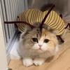 Pet Halloween Costume Cat Dog Cockroach Handmade DIY Cosplay Clothing Funny Pet Wacky Costume Party