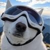 Pet Sunglasses for Dogs: Windproof, Anti-Fall-Off Glasses with Double Straps for Breeds Like Border Collie, Golden Retriever, Corgi, French Bulldog.