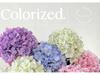 3D Printed Lisa Hydrangea Artificial Flowers, 144 Pieces for Floral Arrangements, Weddings, DIY Decorations, or Simulation Displays.