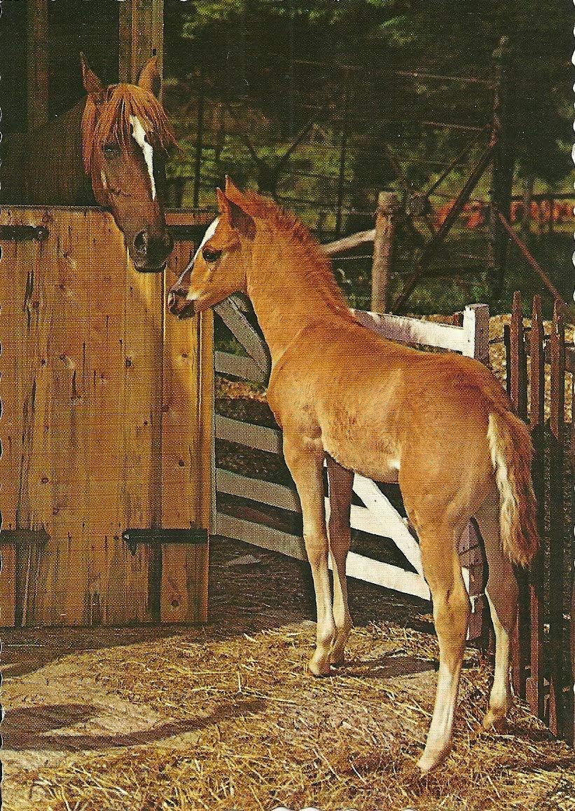 

LINQWkk Vintage Tin Sign s Baby Horse Pretty Filly Foal and Mum Adorable Animal West German Metal Sign Retro Wall Decor for 20x30cm（7.8x11.8inch）