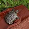 Reptile Bathing Pool Aquarium Turtle Climbing Pet Basin Fish Tank Decoration Reptile Water Bowl For Tortoise Turtle Hamster