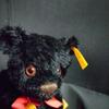 [GEBRAUCHT] Ausgezeichneter Zustand Vintage Steiff Teddybär, Deutsches schwarzes Mohair