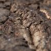 BioVirgin Cork Background Grey 30x30cm cork background for terrariums
