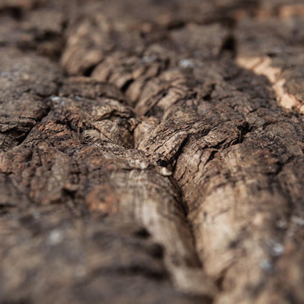 BioVirgin Cork Background Grey 30x30cm cork background for terrariums