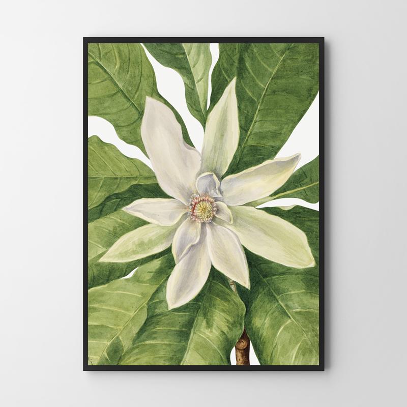 Poster Composition Flowers Mary Vaux