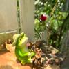 Cute Frog Panda Fishing Statue Cartoon Miniatures Figurine Garden Decor Animal Sculpture  Balcony