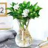 Hydroponic Gardenia: Air-Purifying Indoor/Outdoor Plant with Fragrant Blooms for Water Culture In Living Rooms
