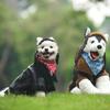 Fashion Thickened Dog Leather Jacket Coat Warm Windproof Dog Motorcycle Jacket Velvet Winter Pet Clothes for Dogs Puppy Cats