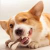 Durable Nylon Dog Chew Toys for Aggressive Chewers Indestructible Bite Resistant Bone Teething Stick Puppy Toys for Small Medium