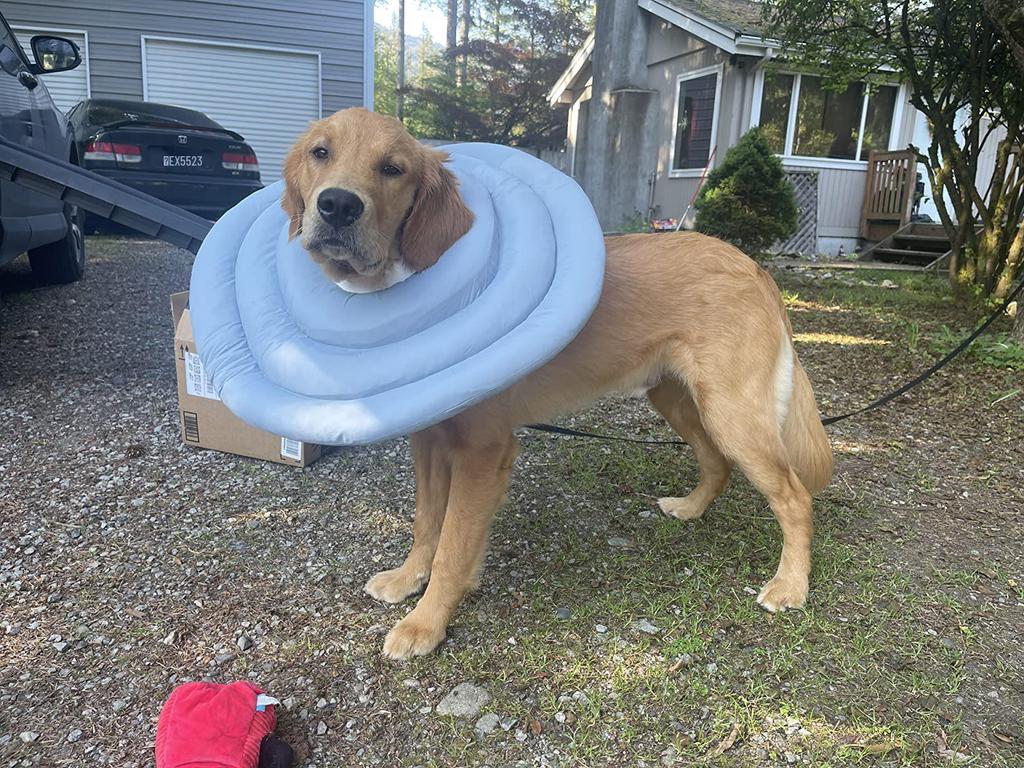 Waterproof Recovery Collar for Cats & Dogs: Anti-Licking Neck Cone, Enlarged & Deepened for Large Pets.