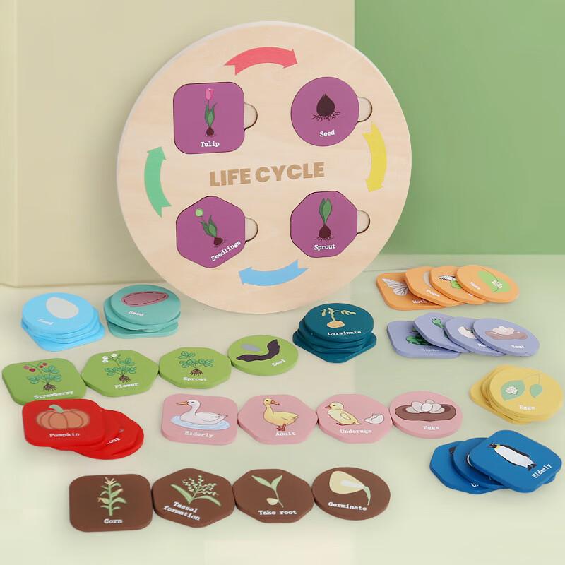 Brangdy Kids Life Cycle Educational Toy