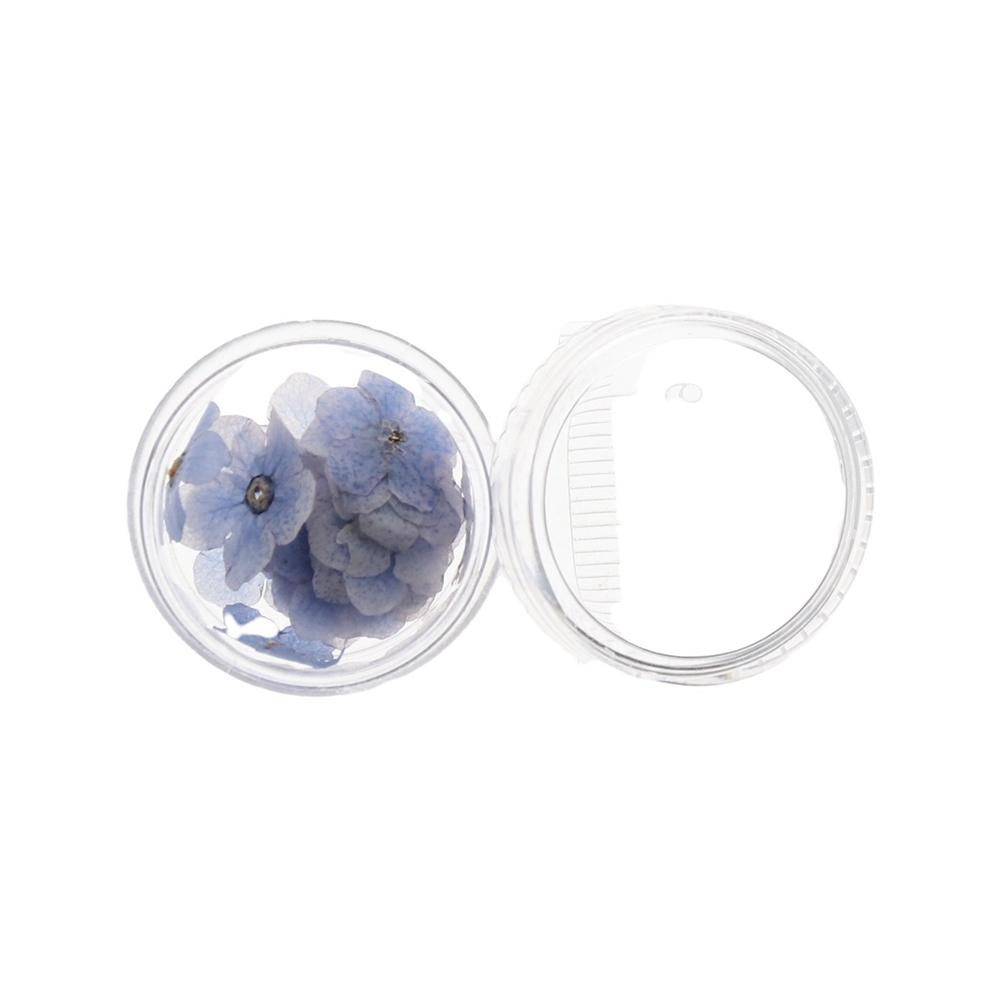 Nail Art Natural Card Jewelry Pressed Flower Don't Forget Me Forget-Me-Not Dried Flowers