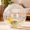Hamster Exercise Ball Interactive Increase Activity Stylish Guinea Pigs Play Toy for Small Pets
