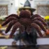 Large Spider Props Creepy Halloween Fake Hairy Spider Realistic Hairy Scary Spider Halloween Spider Toys Outdoor Indoor Decor