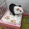 Hamster Bed House Bunk Bed Small Animal Warm Bed House Cage Nest Blanket Bed Small Pet House Animals Hamster