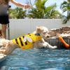 Dog Life Jacket Safety Swimsuit Rescue Handle for Dogs Lightweight Dog Life Vest with Stripes Bee Shape