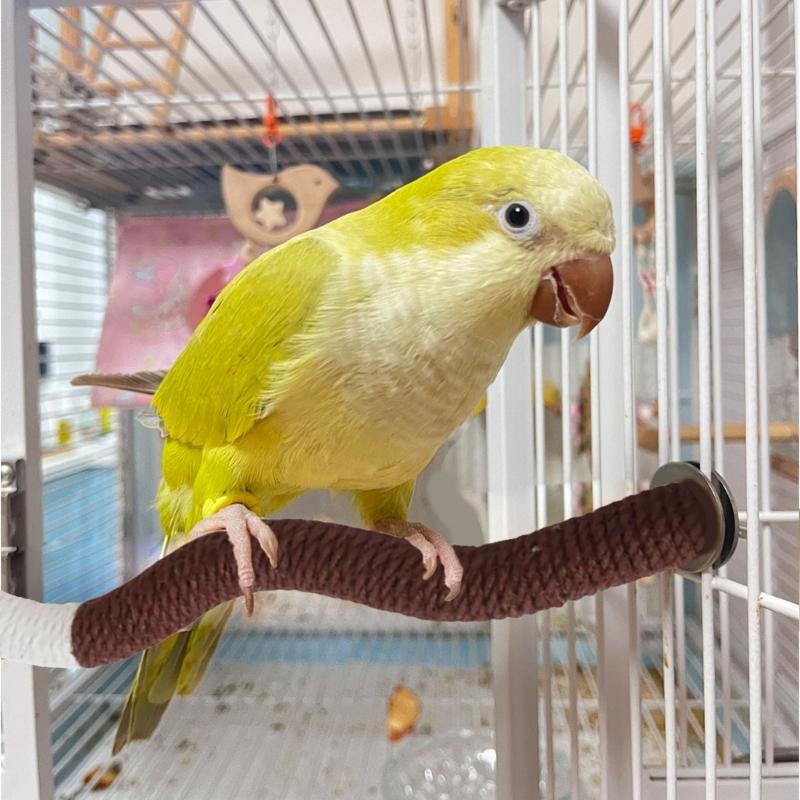 2er-Pack Papageien Sitzstangen Krallen Schleifen Flexibler Haustier Vogel Sitzstock für Nymphensittiche, Kakadus, Loris, Aras