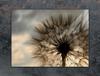 GLAS-KOCHFELD-SCHUTZPLATTE 70x52 BLUME