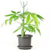 2pcs Simulated Tree Branch Vine Climbing Bracket Plastic Plant Plastic Sticks  Potted Plants