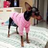 Classic Puppy Dog Sweater for Small Dogs Winter Pet Clothes Hoodies Chihuahua Pinscher Yorkshire Cat Pullovers Mascotas Clothing