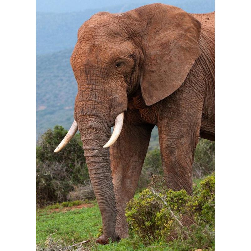 DIY 5D Diamant Malerei Tiere Elefant Stickerei Kreuzstich Kit voller Rundbohrer Mosaik Wand Kunst Harz Geschenk Home Decor