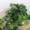 Plastic Fake Hanging Plants Handmade Realistic Vine Plants Simulation Greenery  Wall Decoration