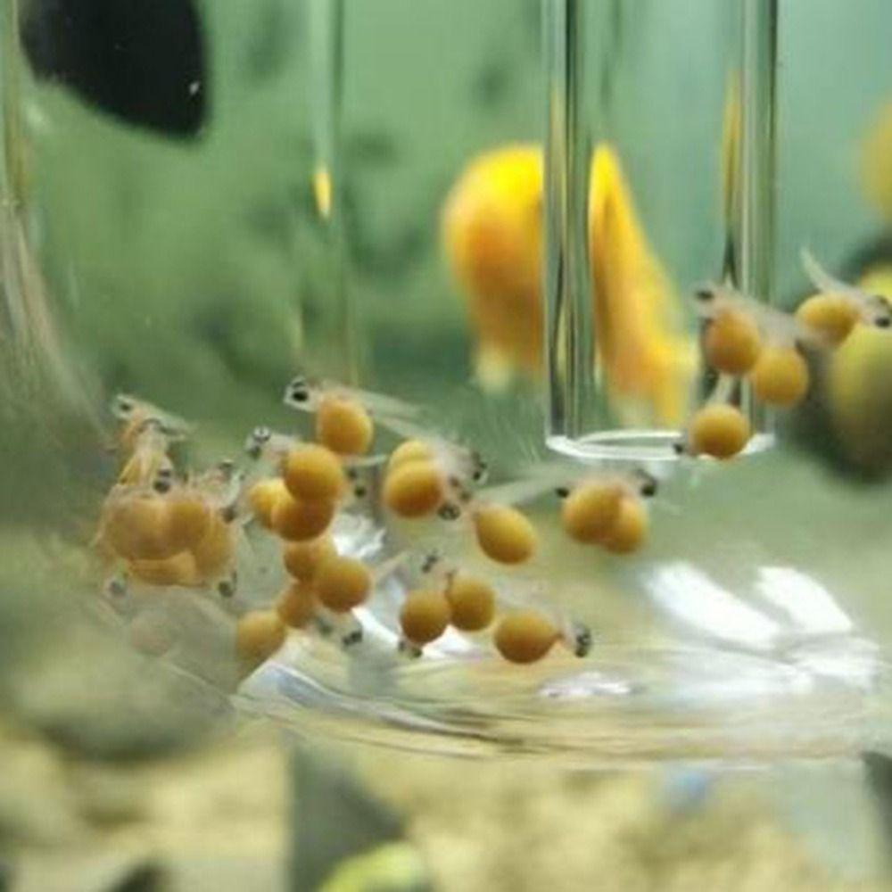 White Fish Egg Incubator Simulate Natural Incubation Fish Incubator  Aquariums