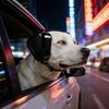 Dog Headphones Comfortable Adjustable Dog Hearing Protection Earmuffs Noise Cancelling Pet Ear Protector For Drying Calming