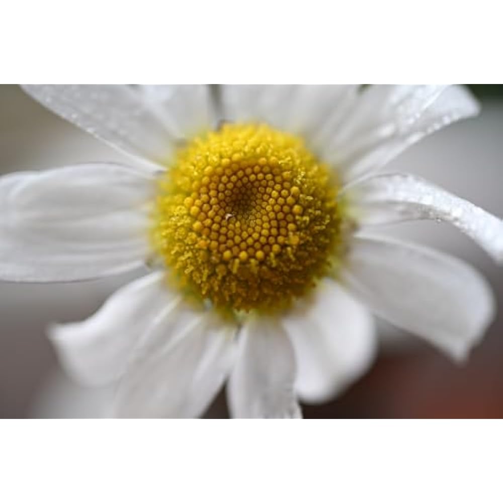 Nikon Single Focal Interchangeable Lens Micro Lens NIKKOR Z DX MC 35mm F/1.7 APS-C Mirrorless Sin...