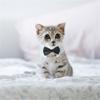 Birthday Party Weddings Puppy Dog Bow Tie Necktie Bows Cat Tuxedo Collar Pet Formal Tuxedo