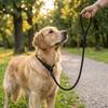 Köpek – Köpek Tasmaları ve Tasma Kayışları