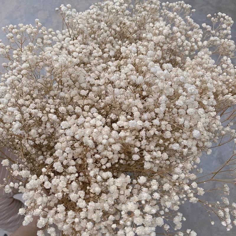 Dried Flowers Babys Breath Bouquet Ivory White Flowers Natural Gypsophila Branches for Home Decor Wedding Flowers Bulk for Vase
