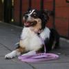 Hexa City Dog Leash, Width , S, /Lilac